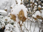 OhWhatAWednesday – The Rose of Sharon Surprise « Oh What A Beautiful ...